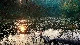 Thumbnail video Mother's Love Conquers All