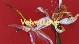 Thumbnail video Velvet Love