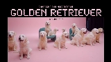 Thumbnail video golden retriever