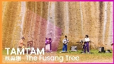 Thumbnail video 扶桑樹 - The Fusang Tree